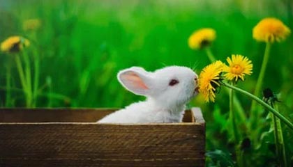 -曼城3-1莱斯特城，哈兰德独中两元，曼城2_0莱斯特城